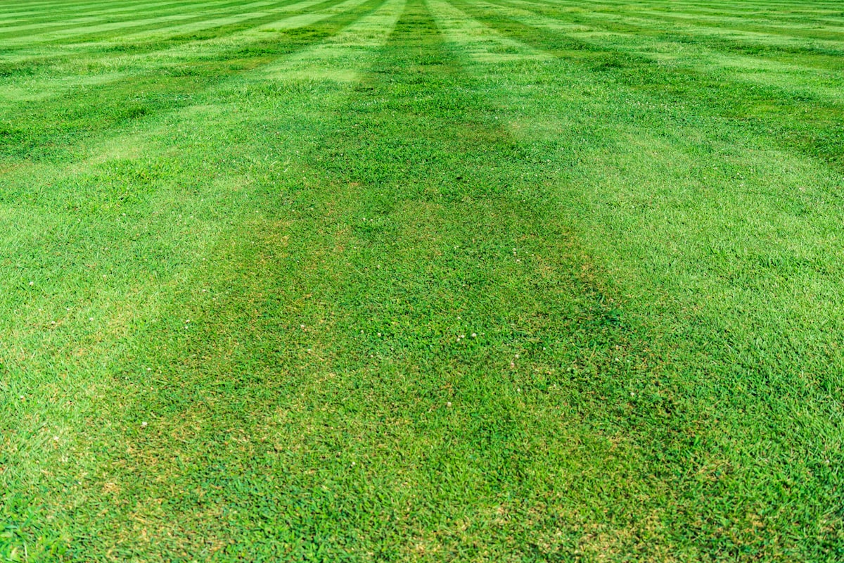 A freshly mowed lawn with clean mowing stripes