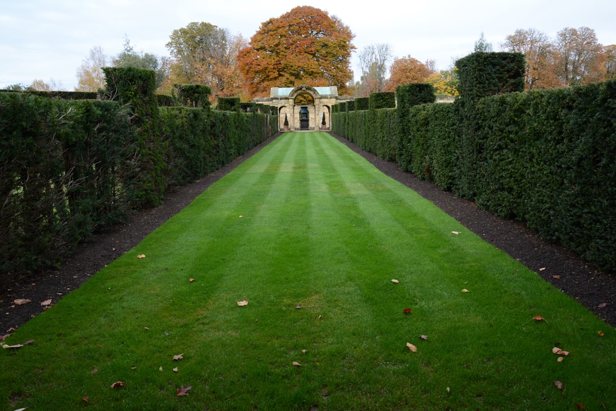 A manicured striped lawn lined with neat hedges